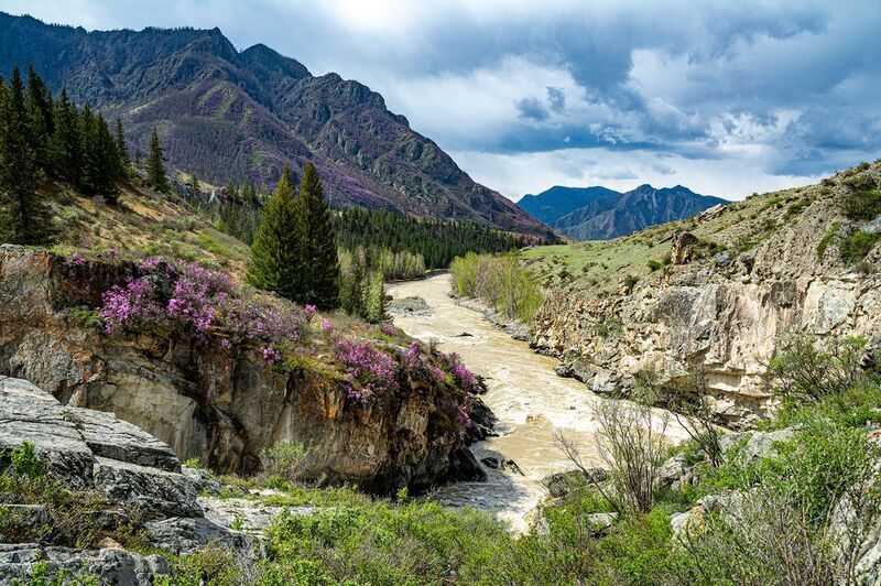 цветение маральника на алтае Цветение маральника на Алтаеphoto preview