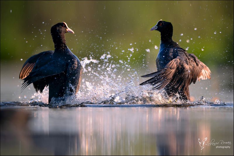 Битва лысухphoto preview