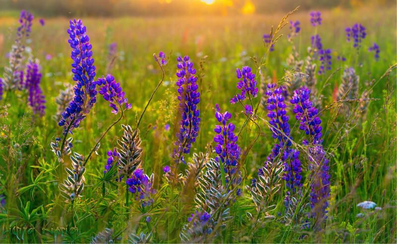 лето, цветы, люпин, *** фото превью