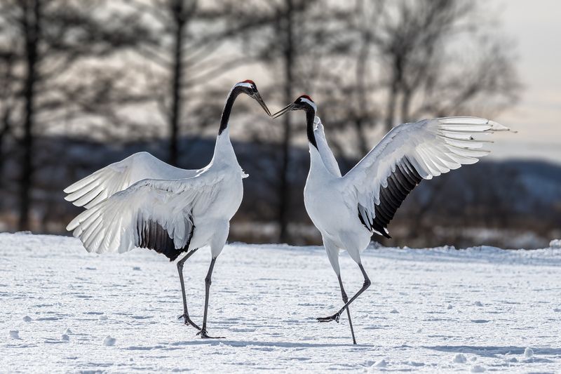 japan Dancephoto preview