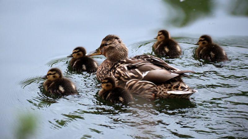 кряквы,утки Семейство кряквphoto preview