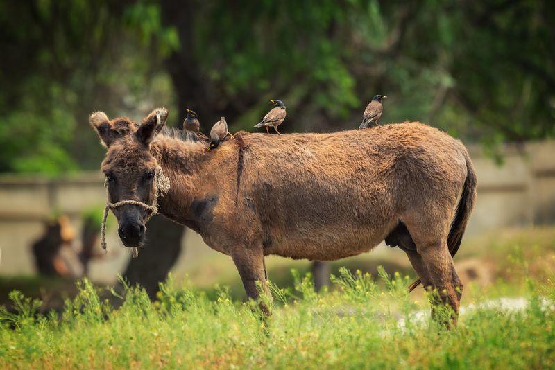 Тандемphoto preview