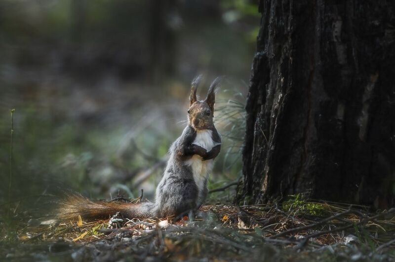 белка, животные, красноярск, сибирь Весенний приветphoto preview