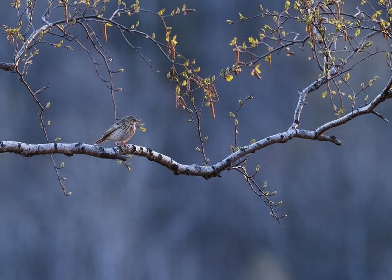 весна На закате дняphoto preview