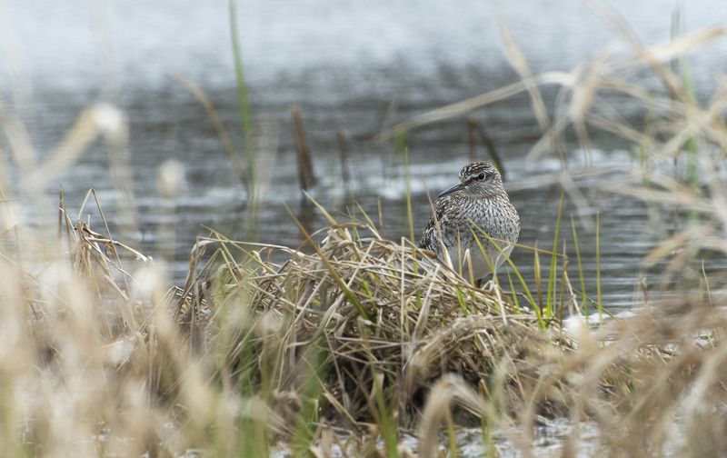 Фифи photo preview