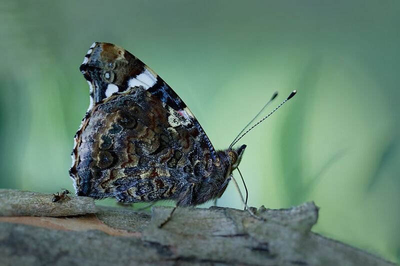 ant, butterfly, муравей, бабочка, макро, macro  Муравей и бабочка фото превью