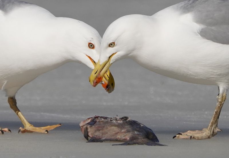 чайки, водлоозеро ДУЭТ фото превью