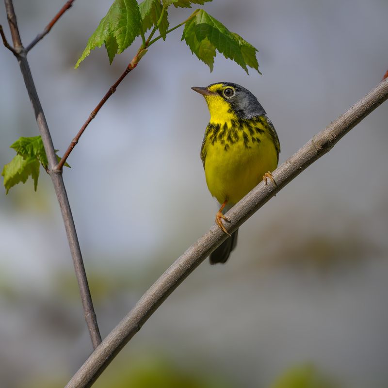 Canada warbler (m)photo preview