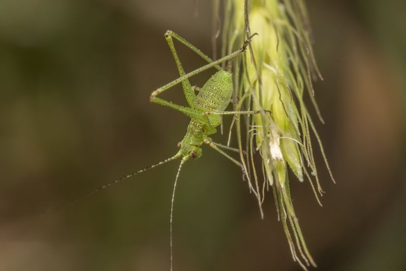 #macro #insects #nature #closeup all green фото превью