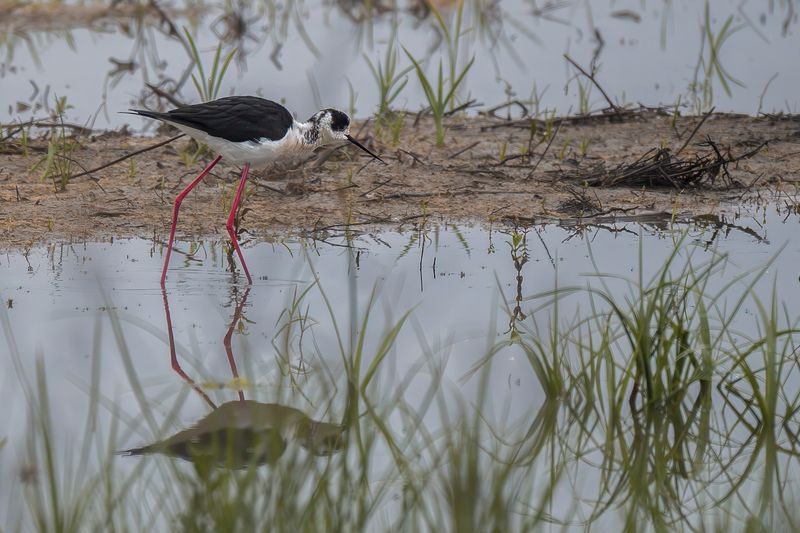 птицы, животные, дикая природа, birds, animal, wildlife Black Winged Stiltphoto preview