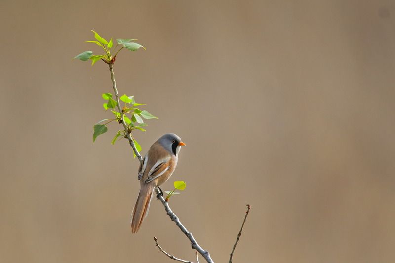 усатая синица, panurus biarmicus, Усатая синица.photo preview