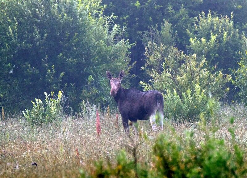 Однажды ранним утром...photo preview