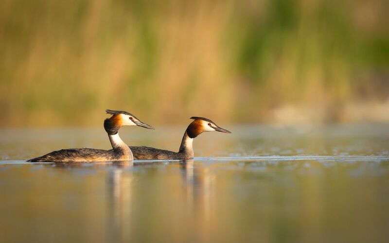 Great crested grebephoto preview