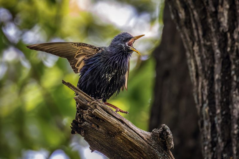 скворец, птицы, пернатые Про эмоцииphoto preview