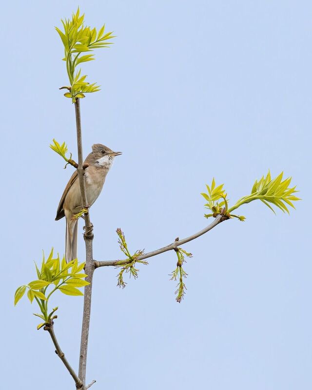 серая славка, славка, птицы Серая славкаphoto preview