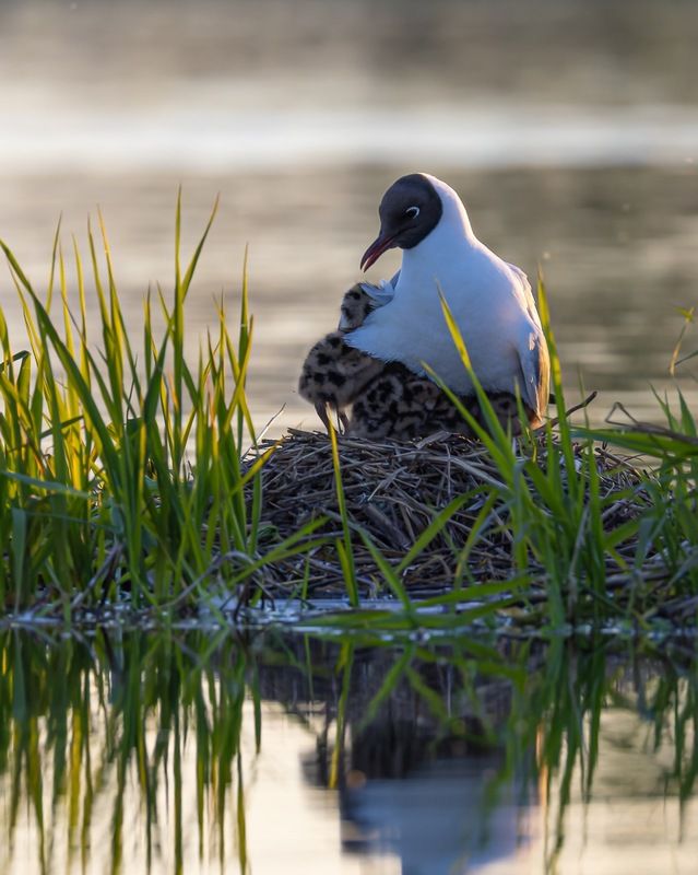 чайки, озерная чайка, птенец, птицы photo preview