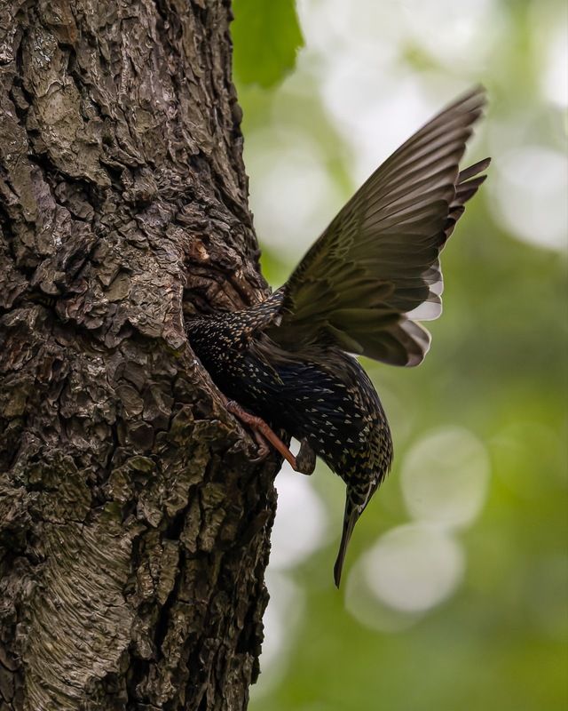 скворец, гнездо, дупло, птицы Кормление птенцаphoto preview