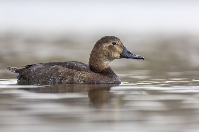красноголовый нырок, нырок, утка, птицы Красноголовый нырокphoto preview