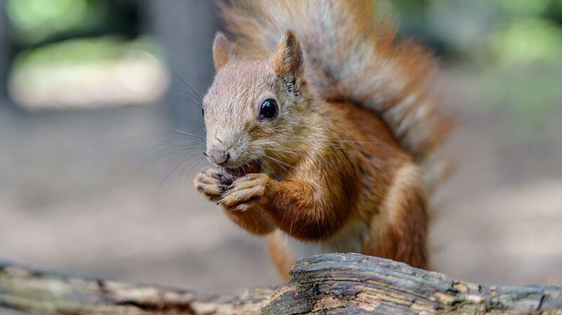 Белкаphoto preview