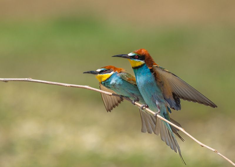 bee, eaters, birds, золотистые, щурки, пчелоедка, птицы Два взгляда на одной веткеphoto preview