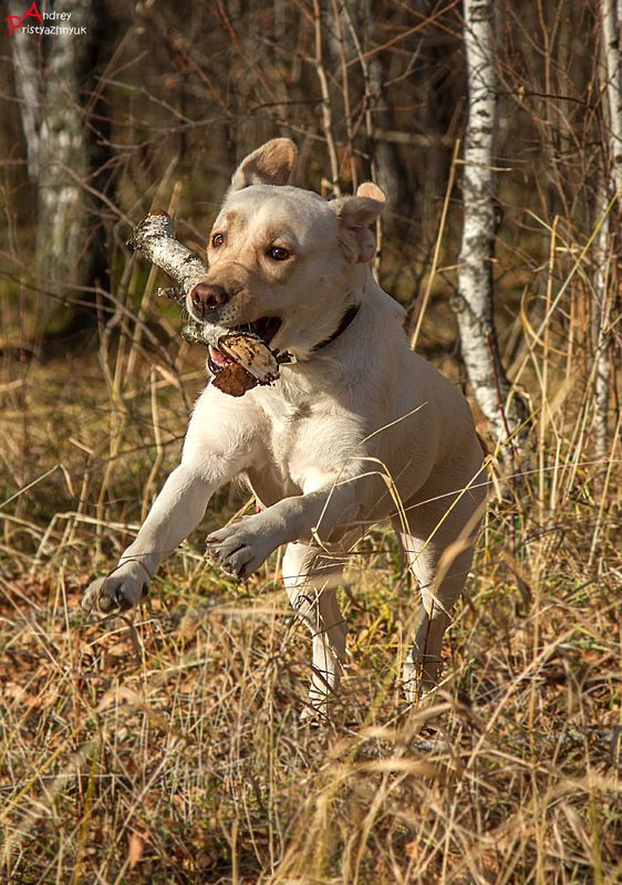 На прогулке...photo preview