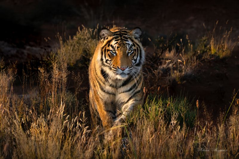 Бенгальский тигрphoto preview