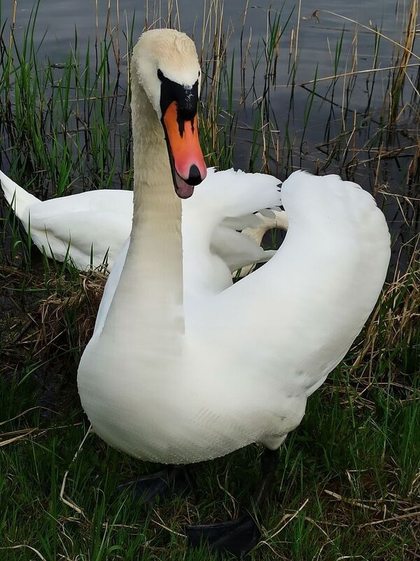 весна, озеро, лебедь, браслав Защитникphoto preview