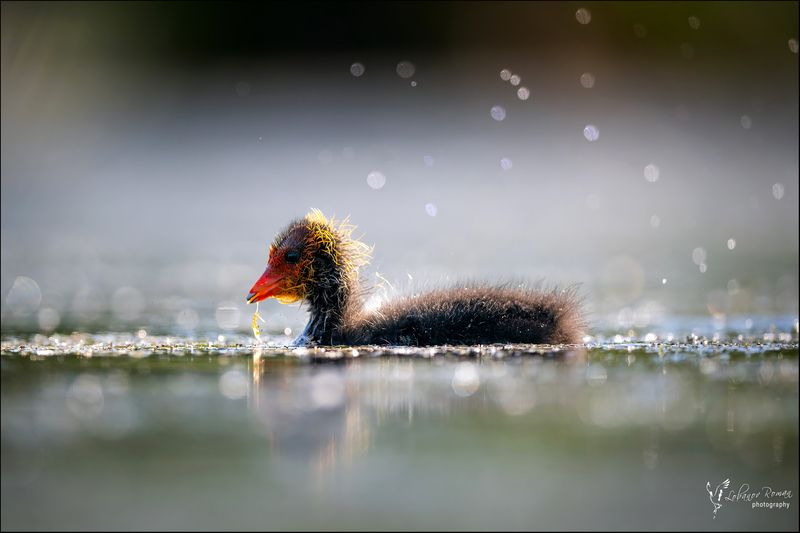 Лысухино счастьеphoto preview