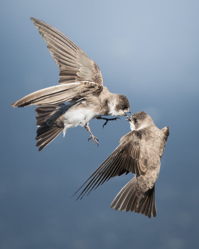 Береговая ласточка (Riparia riparia)photo preview