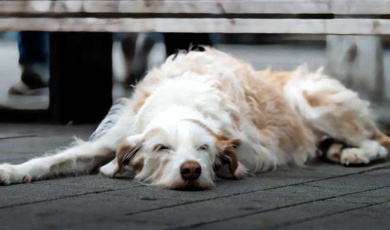 животное, собака Мечтаю о косточкеphoto preview