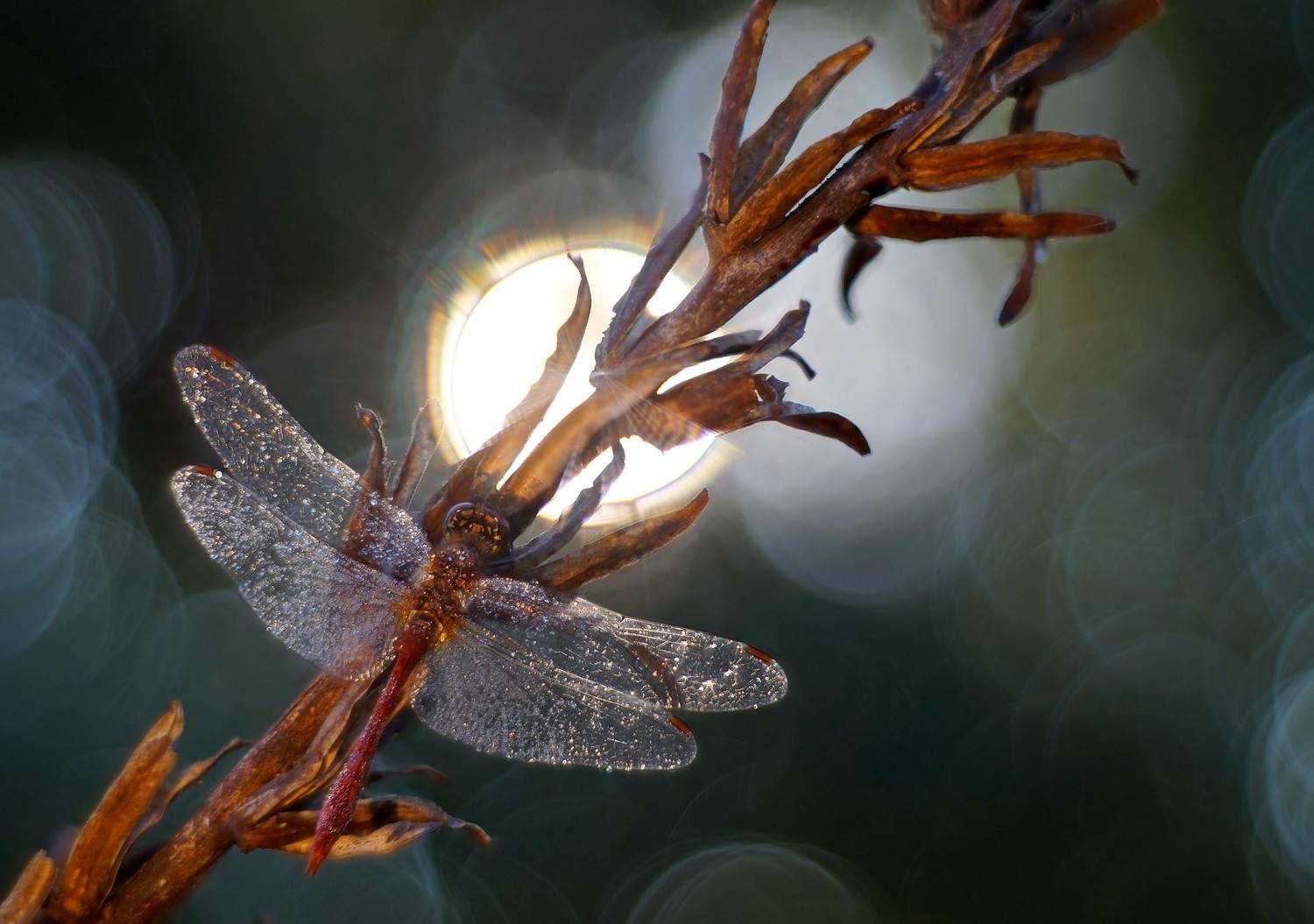 Пробуждение, утро, стрекоза, солнце, Чепленко Алексей