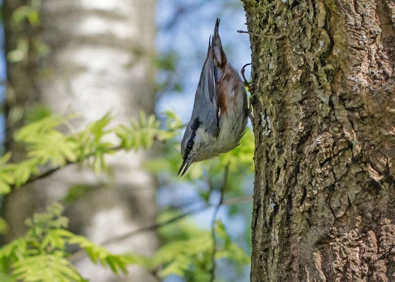 фотоохота, поползень, птица Поползеньphoto preview