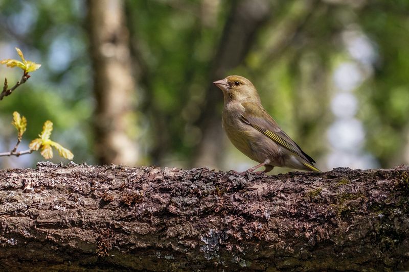 зеленушка, фотоохота, птица Зеленушкаphoto preview