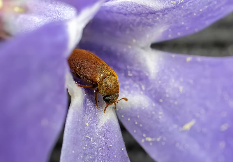 насекомые, жуки, цветок барвинка, макро Малинный жук фото превью