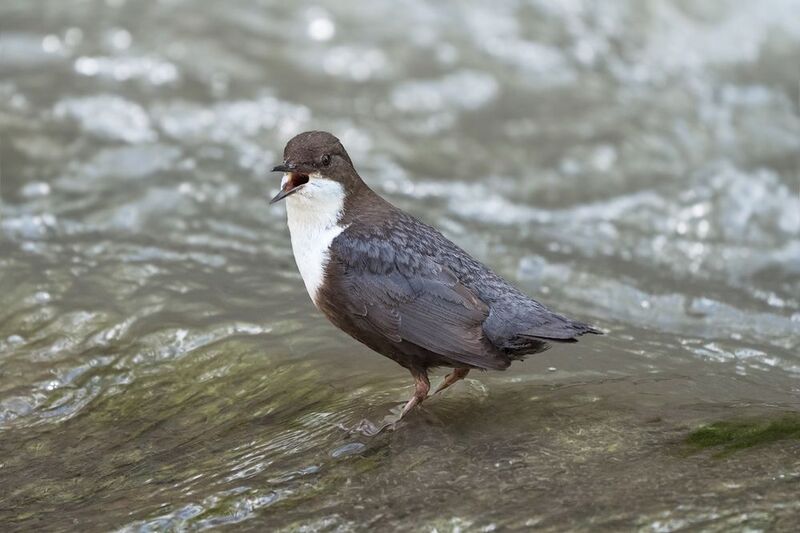 горная, река., птица., оляпка. Холодная!photo preview