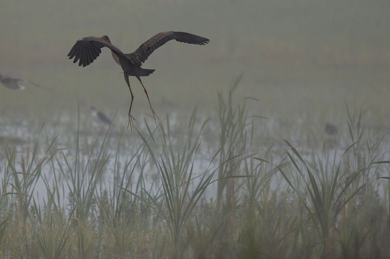 птицы, животные, дикая природа, birds, animal, wildlife Purple Heron in the fogphoto preview