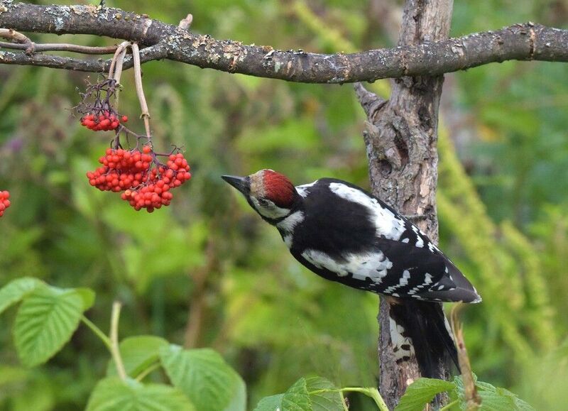 Снятие пробыphoto preview