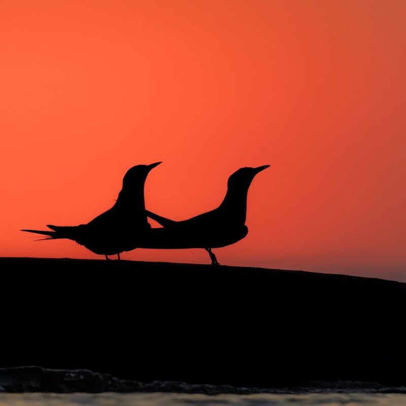 закат, речная крачка, чайка, птица Речные крачки на закатеphoto preview