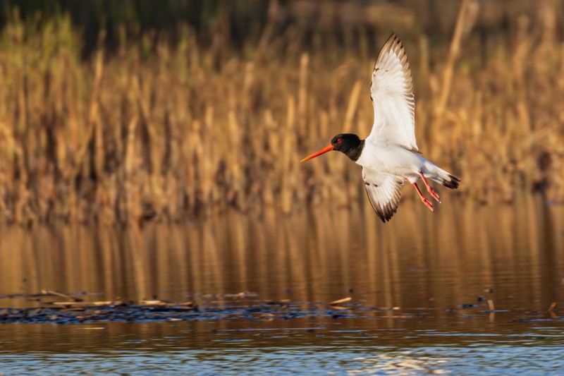 кулик-сорока, кулик сорока, кулик, птицы Кулик-сорокаphoto preview
