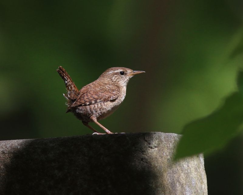 крапивник, troglodytes troglodytes, house wren Хвост пистолетомphoto preview