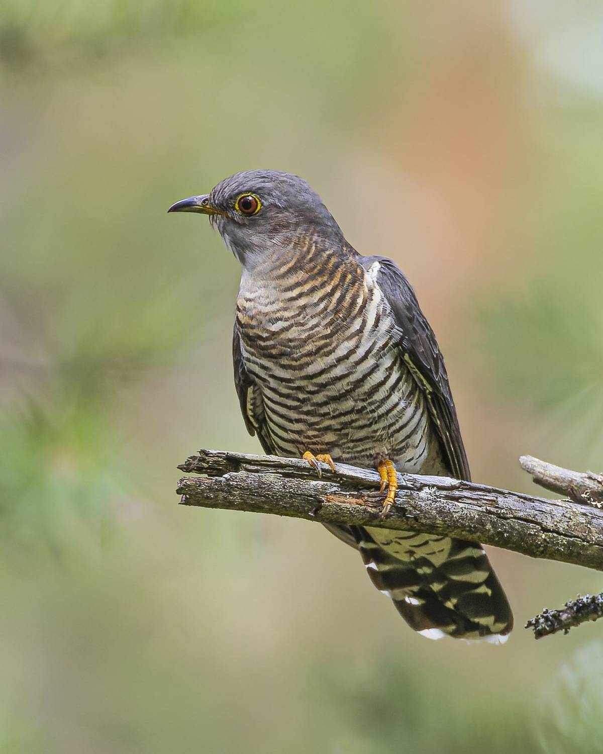 кукушка, птицы, Руслан Pl