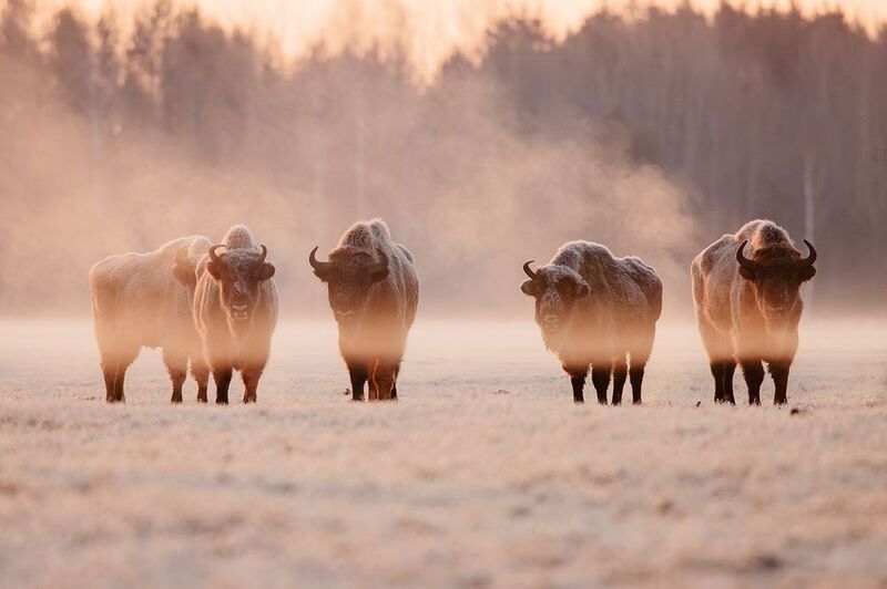 Зубр, утро, рассвет Зубры на рассвете фото превью