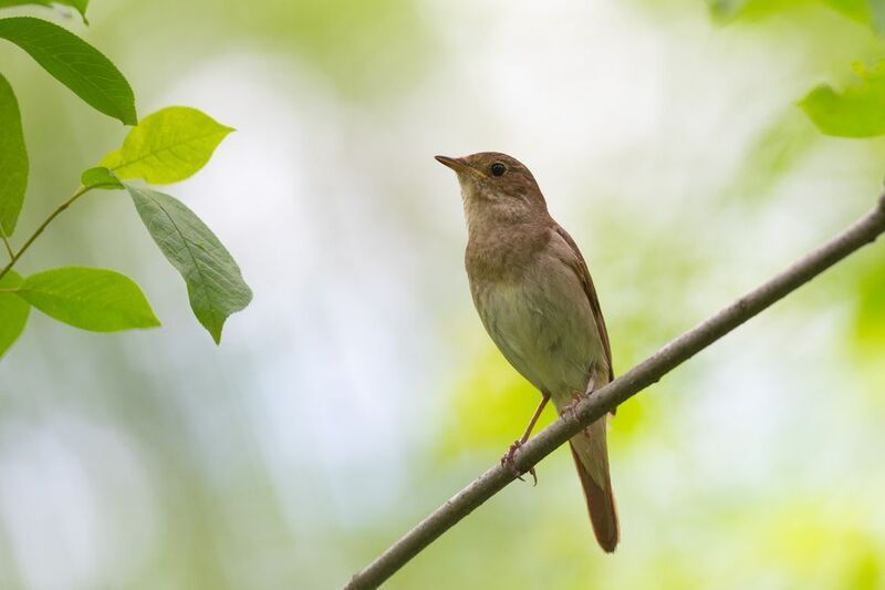 соловей, соловей обыкновенный, птица, птицы, пение, лес, лето, новосибирск Голосистыйphoto preview