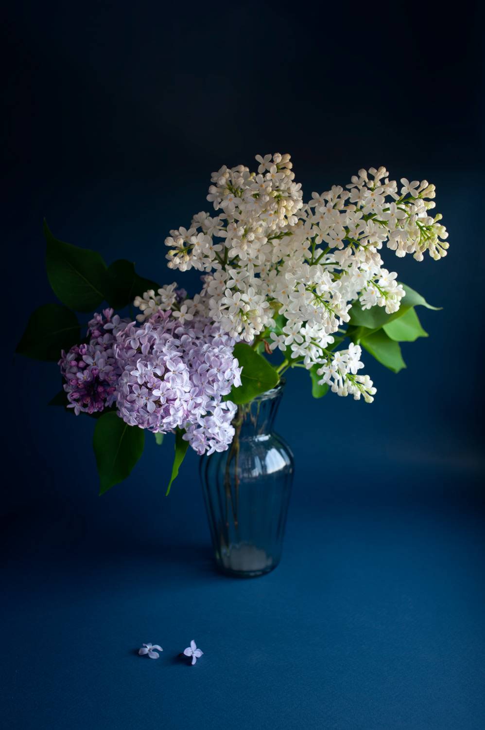 , Васильева Дарья