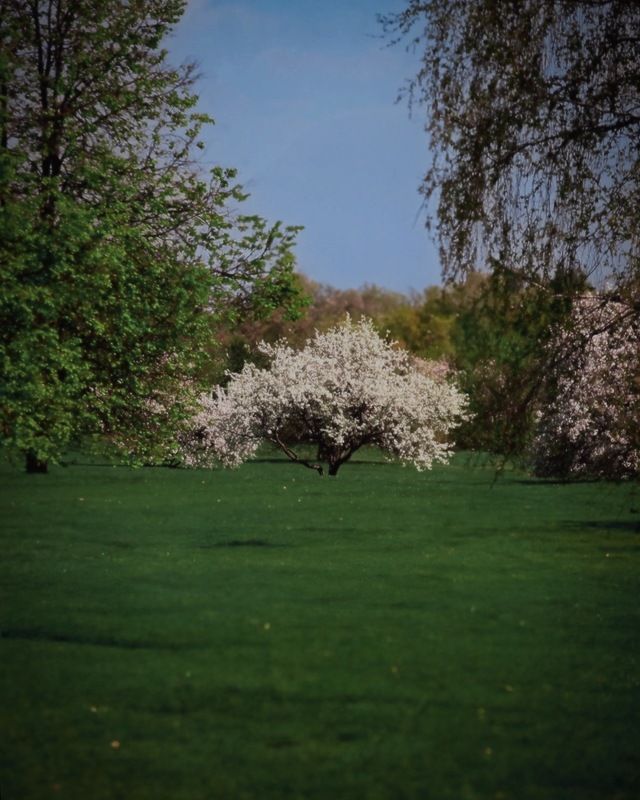 пейзаж, landscape, nature, природа, весна, spring, цветы, flowers ***photo preview