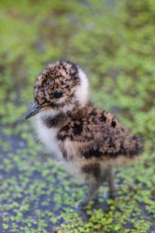 чибис, Чибис фото превью