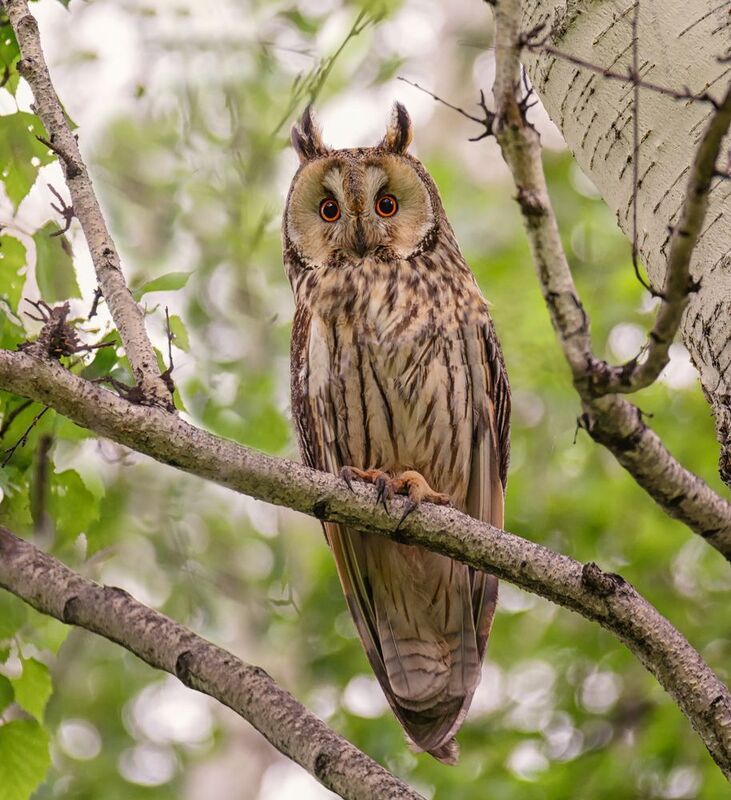 птица, соваушастая, самка, Ушастая сова (самка) фото превью
