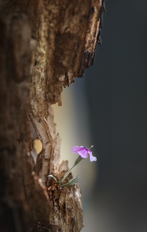 Карнизphoto preview