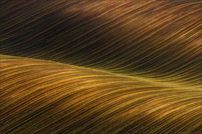 чехия, южная моравия, кукуруза, phototravel.pro, фототур Ритмы земли photo preview