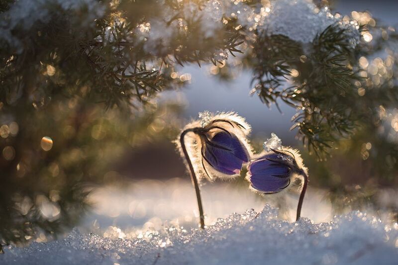 нерюнгри, прострел, сон-трава, растениялевиной, якутия, женялевина, евгениялевина, май, весна Весенняя нежность фото превью